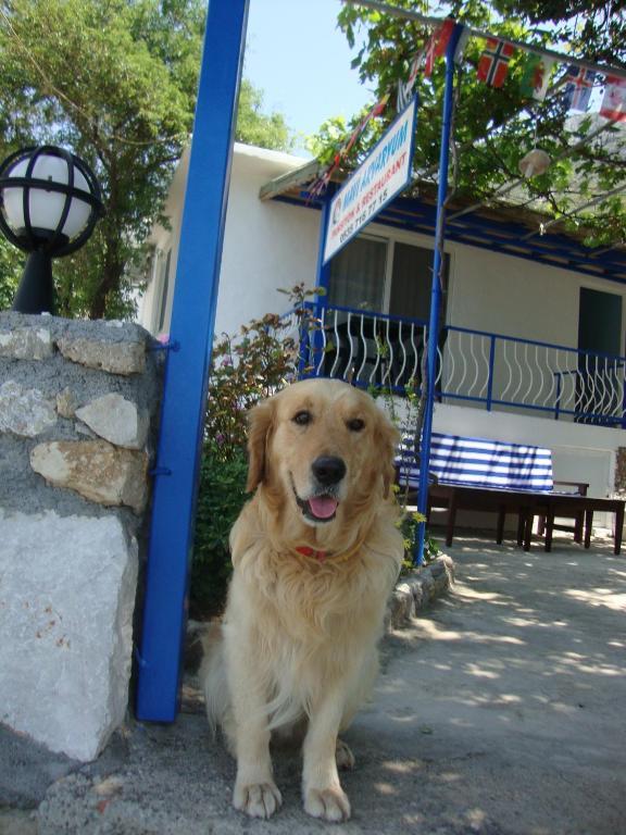 Mavi Akvaryum Pension Hotel Sogut  Ngoại thất bức ảnh